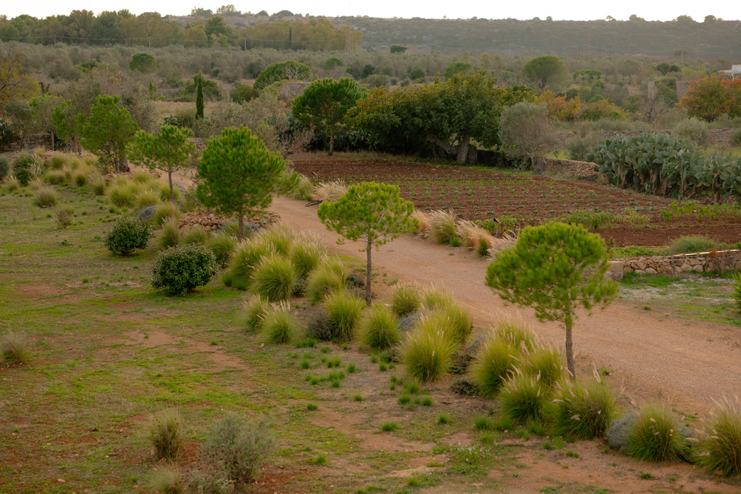 Vista panoramica dell’orto e del paesaggio rurale circostante, con coltivazioni, alberi mediterranei e sentieri immersi nella campagna pugliese.