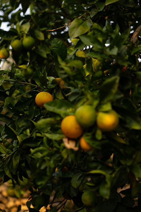 Rami di agrumi carichi di frutti immersi nella vegetazione mediterranea, simbolo della tradizione agricola pugliese.