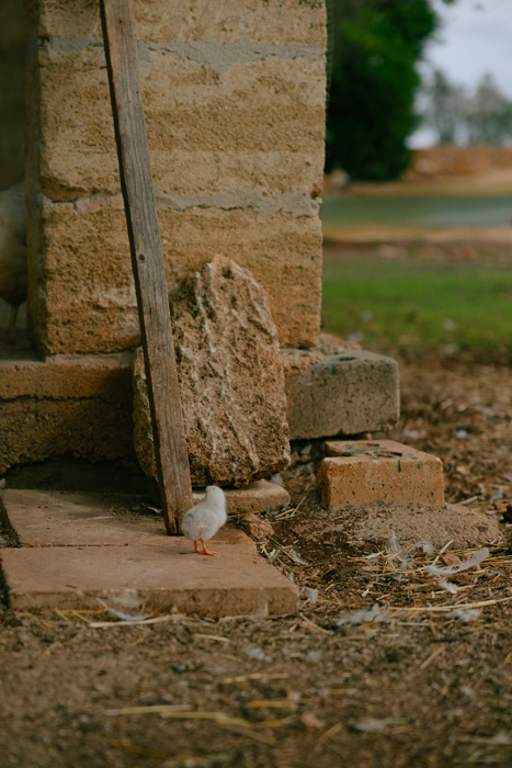 Piccolo anatroccolo nei pressi di un edificio in pietra della masseria, immerso in un contesto rurale autentico e naturale.