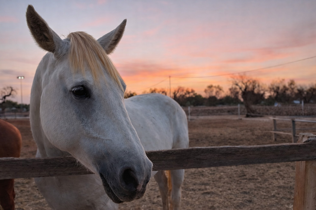 Cavallo bianco al tramonto durante un’esperienza di equitazione immersa nella campagna salentina.